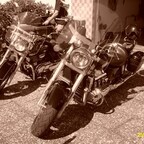 ALIM2992